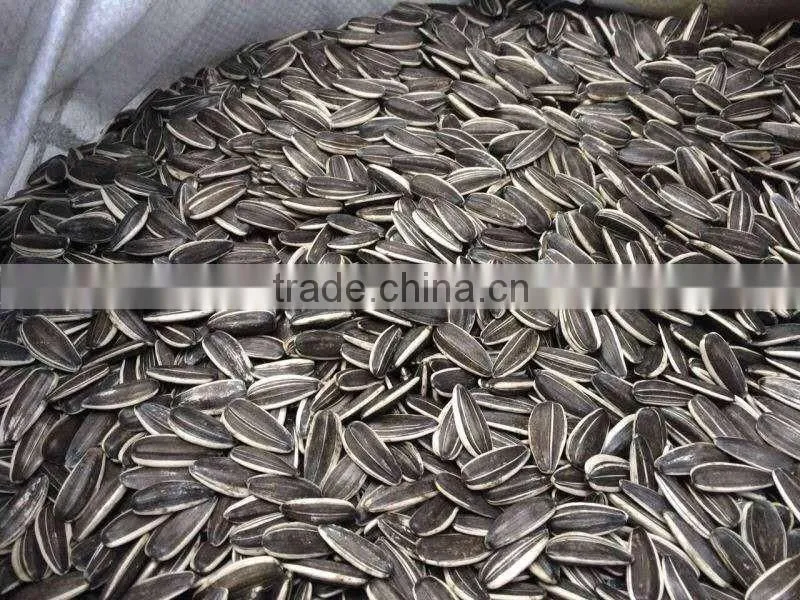 Cheap's new good Sunflower seed 5009