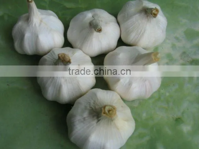 2012 crop pure white garlic