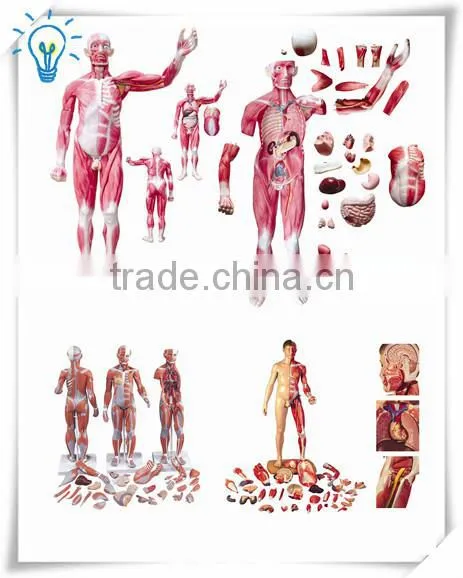 the sissection model of whole body muscles attached with viscera