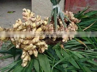 2015 new price of fresh ginger , ginger price , ginger