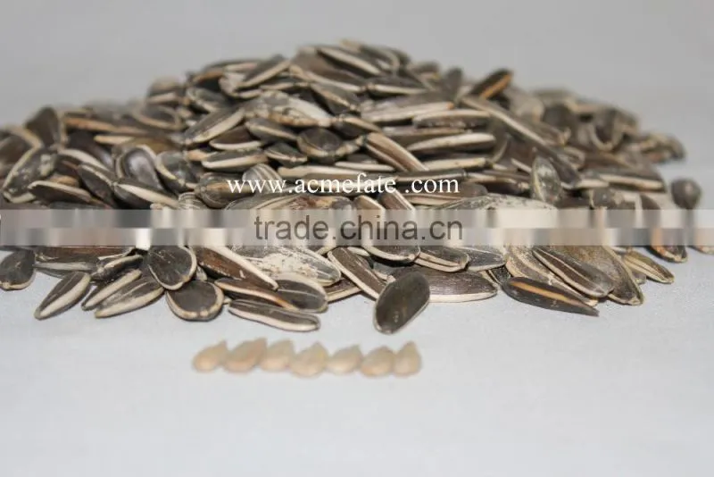 Top quantity Chinese sunflower oil seeds in shell 5009 with market price