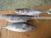 frozen marine food bonito sarda fish, sarda orientails on sales