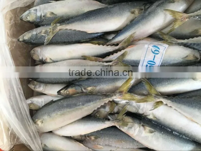 frozen pacific mackerel fish