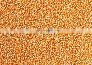 Corn Processing Machinery for Flour/Grits/Germs