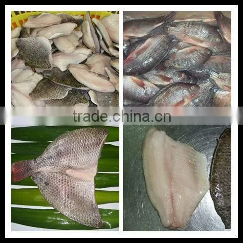 High Quality Fish Headless Clean Whole Frozen Tilapia fish