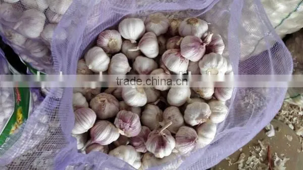 Red garlic with lowest price 2016