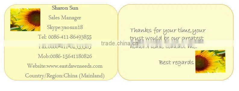Chinese sunflower seeds 2015 New Crop