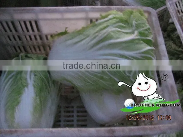 2014 hot sell Fresh organic Chinese cabbage from JINING BROTHER