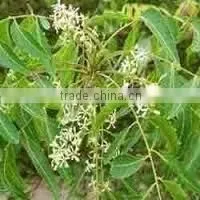 Herbal Neem Soap