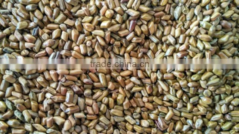 Best Jue Ming Zi in Chinese Cassia Tora Seed, Cassia Tora seeds