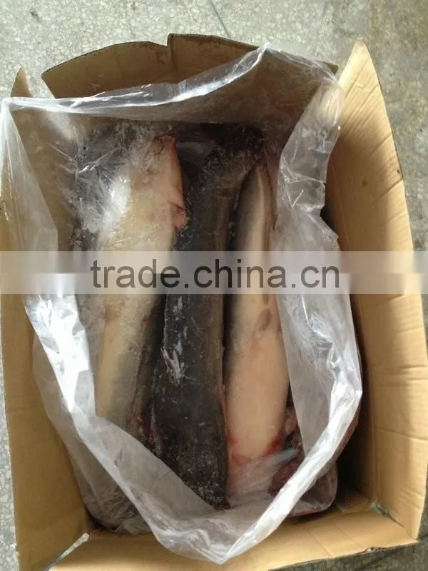 Fresh catfish frozen on sale