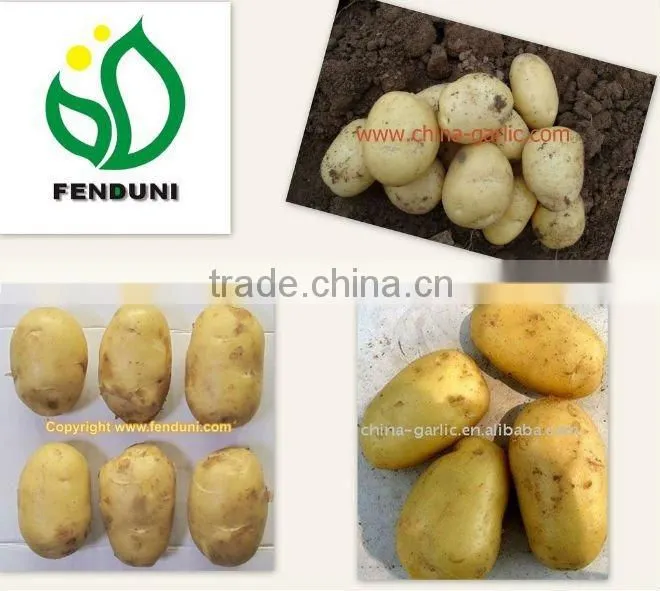 Cold Storage for Potato (newest!!!)