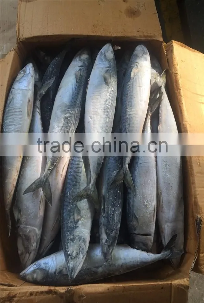 Hight quality frozen pacific mackerel for sale