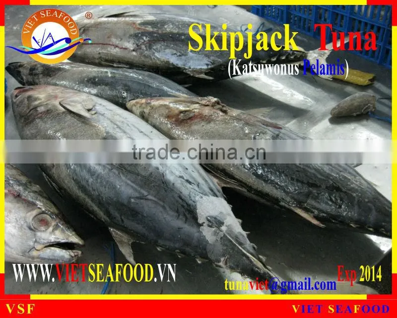 FROZEN W/R SKIPJACK TUNA