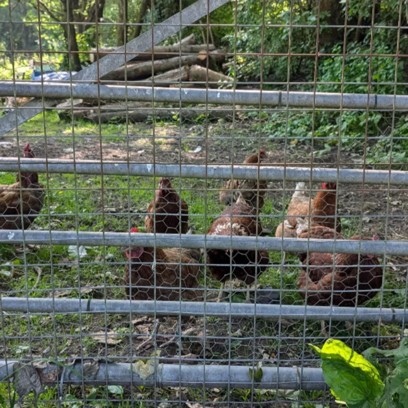Galvanized Chicken Wire Mesh Fence for Sale/ Hexagonal Iron