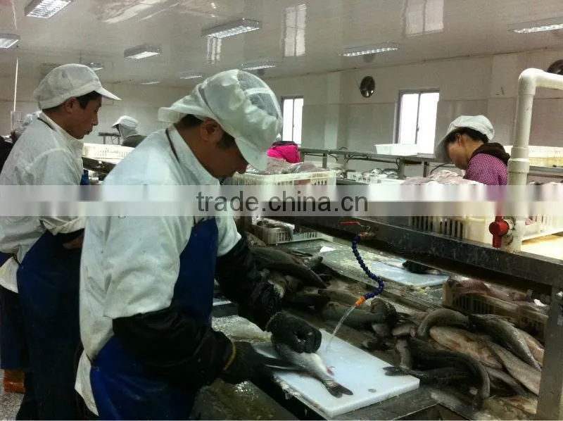 frozen fresh sardine fish for canned fish