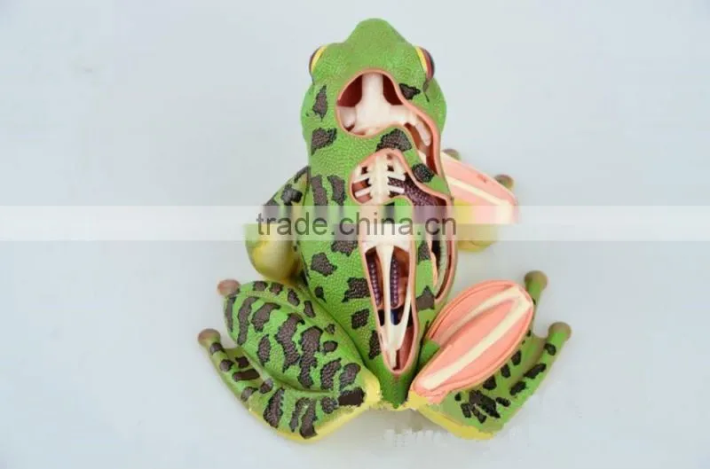 V-AM058 4D MASTER Frog specimen anatomical model