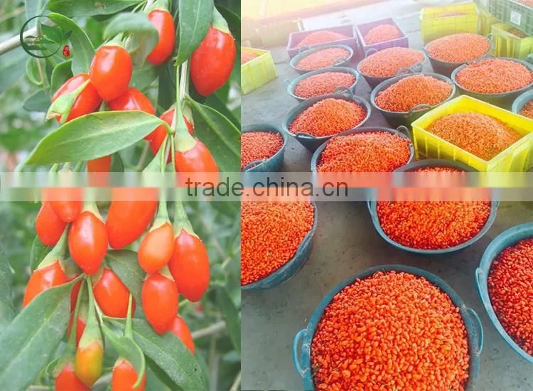 High Quality Organic Certified Goji Berries