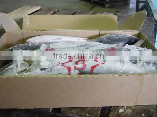 Frozen Japan Yellowtail