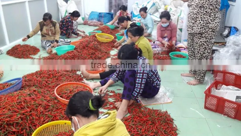 HOT PEPPER, CHILLI +84963818434 whatsapp