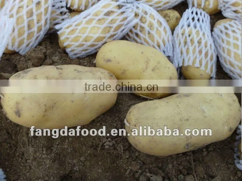 Fresh High Quality Holland Potato Hot Selling