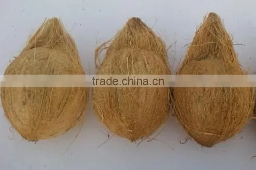 Matured coconut for Iran