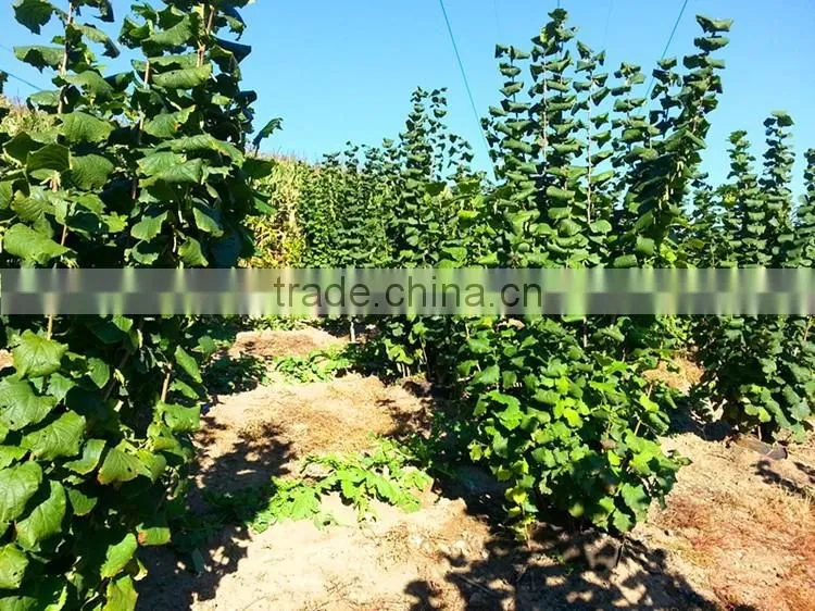 hazelnut tree seedling