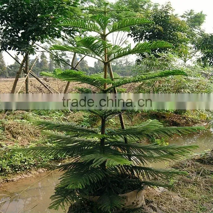 Hoop Pine, Araucaria cunninghamii Sweet Seedlings, as Bonsai, Pot Plants or Outdoor Plants