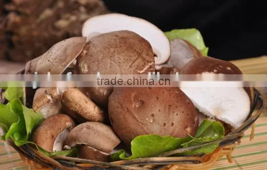 Dehydrated Shiitake Mushroom Cap Different Size for Option