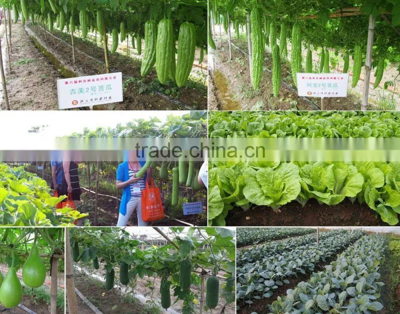 Linong seed seeds Agricultural products for service