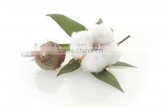 automatic mustard seed oil press machine/mustard seed oil extraction machine