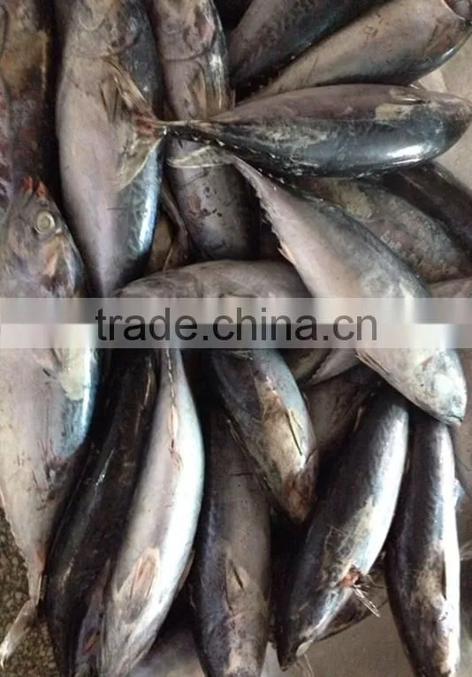 Frozen Bonito Tuna Grade A Quality good