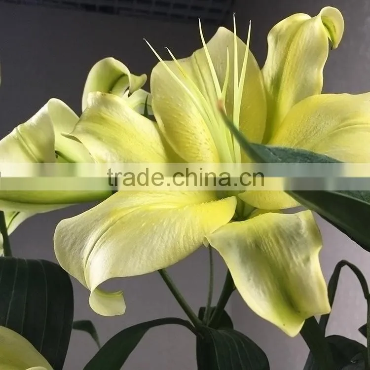 Newest Yellow King exporting yellow lily flower