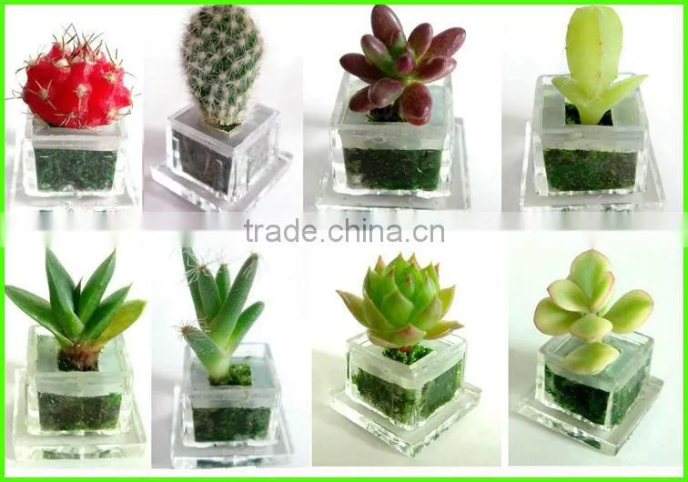 Pet Tree,Mini Plant, Pet Plant