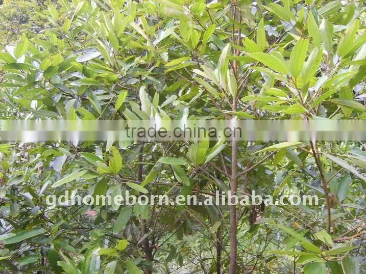 Split cassia (crop 2015) small package customised