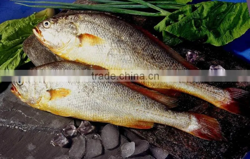 Frozen Seafood Frozen Yellow Croaker, Yellow Croaker Fish Price