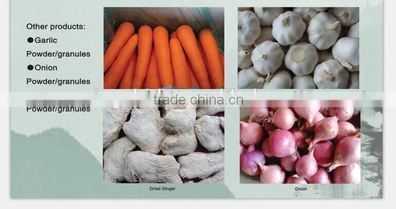 fresh carrot