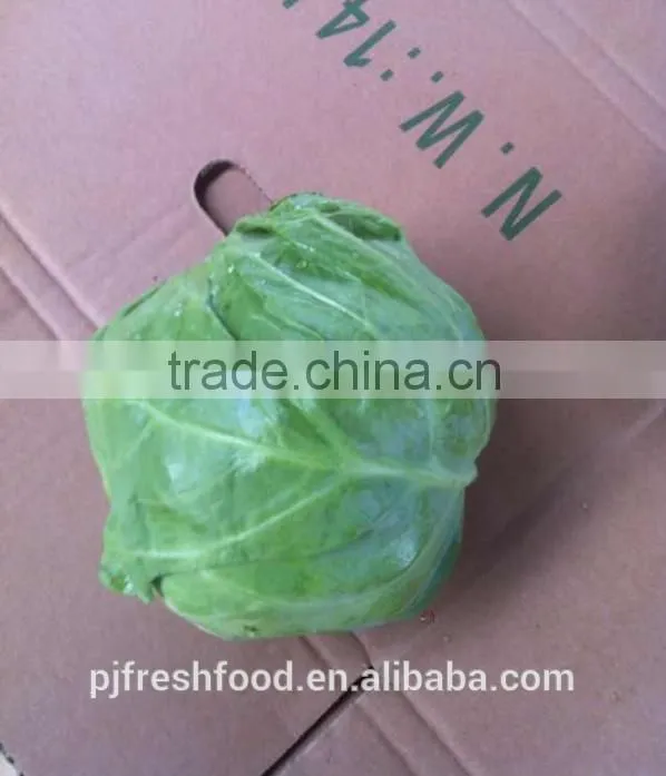 Hot sale Chinese Big White long Cabbage