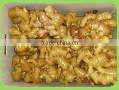 SLICE GINGER HIGH QUALITY