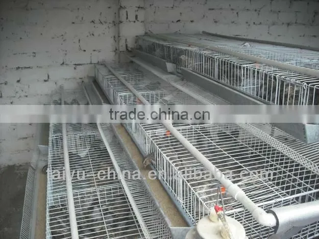 quail cage with automatic drinking system