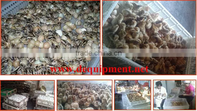 USD 800 coupon, free sample, trade assurance, no risk. Automatic egg incubator
