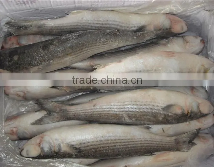 land frozen grey mullet whole round with size 700-1000g,1000-1500g