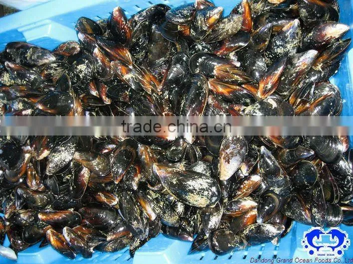 bleu mussel with half shell
