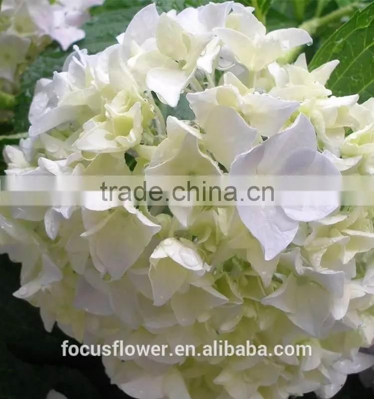 Grade A Variety Colors Cut Fresh Gerbera Flower From Kunming