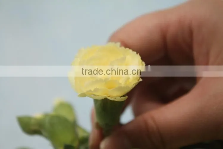 Colorful hot sale flowers carnation wedding flowers