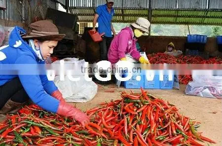 Good quality dry red chili