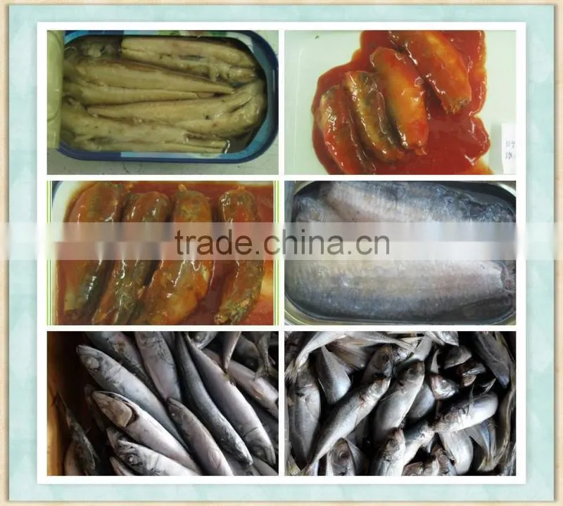 Frozen fish Mackerel price