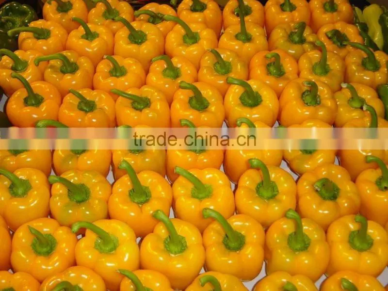 Capsicum