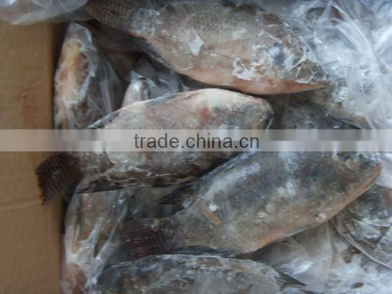 Frozen Tilapia