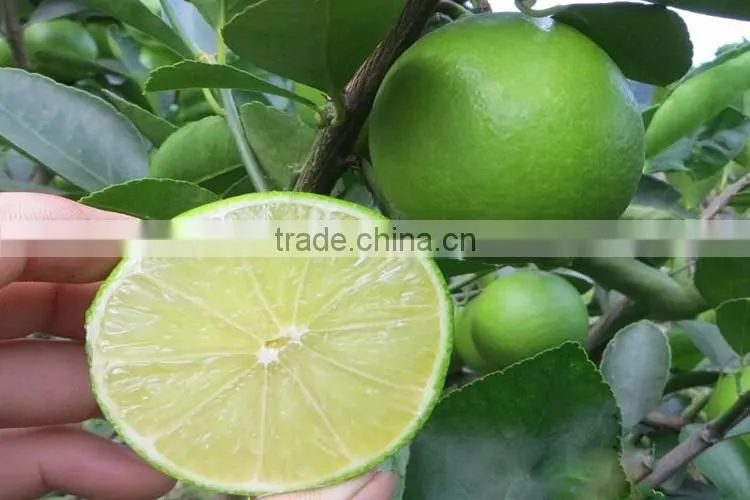 lemon tree seedling